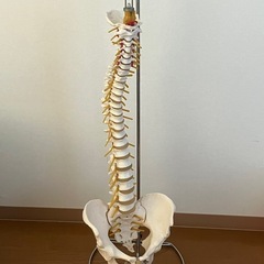 脊椎標本　台座付の画像