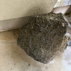 着生苔石　　石の画像
