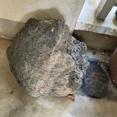 着生苔石　　石の画像