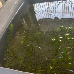 メダカ　水草付き今年 産まれめだかの画像