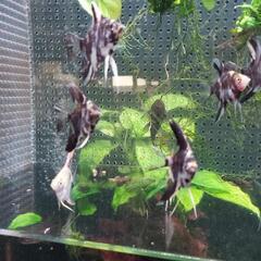 エンゼルフィッシュ若魚の画像