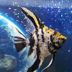 エンゼルフィッシュ若魚の画像