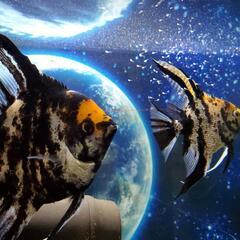 エンゼルフィッシュ若魚の画像