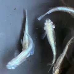 メダカ　極龍　10匹の画像