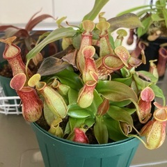 食虫植物:ネペンテス”Gaya"の画像