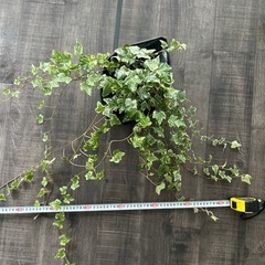 【値引きしました】観葉植物｜アイビーの画像