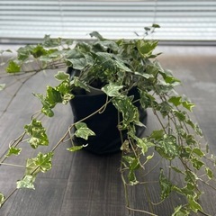 【値引きしました】観葉植物｜アイビーの画像