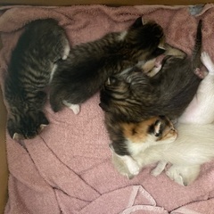 猫産まれました！