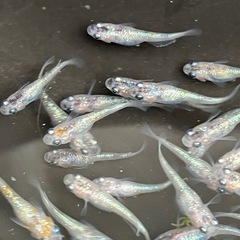 (決まりました)🌸桜餅　メダカ　３０匹　若魚の画像