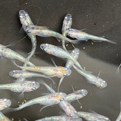 (決まりました)🌸桜餅　メダカ　３０匹　若魚の画像