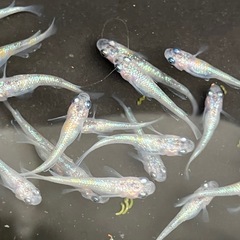 (決まりました)🌸桜餅　メダカ　３０匹　若魚の画像