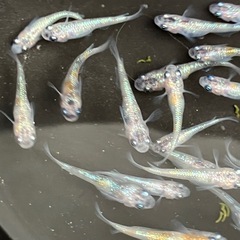 (決まりました)🌸桜餅　メダカ　３０匹　若魚の画像
