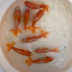 金魚 お譲りします❗️の画像