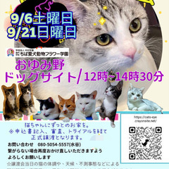 保護猫ちゃんと里親様のお見合い