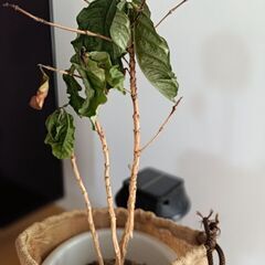 コーヒーの木の画像