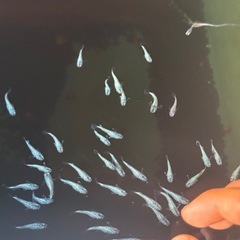 ゴブリン　メダカの画像