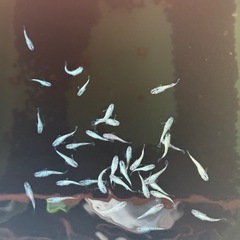ゴブリン　メダカの画像