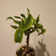 観葉植物　ドラセナレモンライムの画像