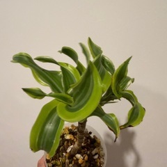 観葉植物　ドラセナレモンライムの画像