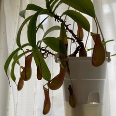 食虫植物:ネペンテス•ベントラータの画像