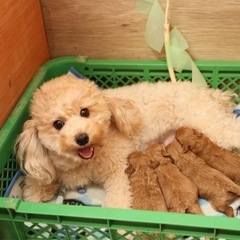 犬好き歓迎🐶ブリーダーのお手伝い募集！週2〜3日、午前中だけでもokの画像