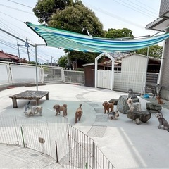 犬好き歓迎🐶ブリーダーのお手伝い募集！週2〜3日、午前中だけでもokの画像