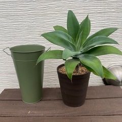 アガベアテナータの画像
