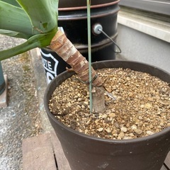 アガベアテナータの画像