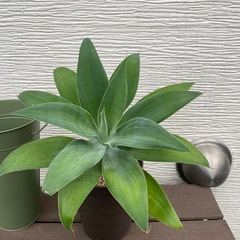 アガベアテナータの画像