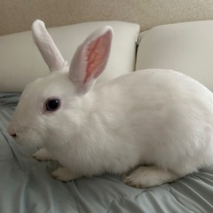 真っ白なみにうさぎ - 里親募集