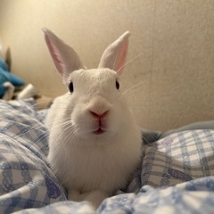 真っ白なみにうさぎ - 町田市