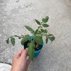 秋トマトに✨中玉トマト🍅わき芽苗🌱の画像