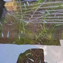 メダカ【ワカサギラメ、サンシャインなど】の画像