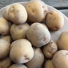 ジャガイモ　種芋にも　1kg150円の画像