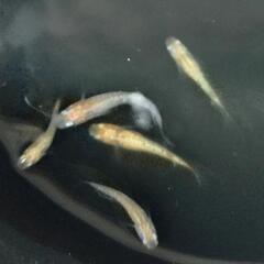 メダカ　レイワヘイキ　幼魚５匹の画像