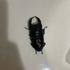 津山産オオクワガタ単品の画像