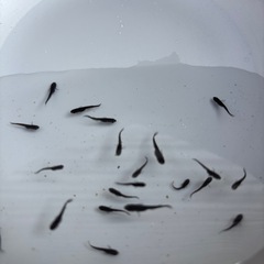 メダカ　サタン稚魚　20匹＋α ④の画像