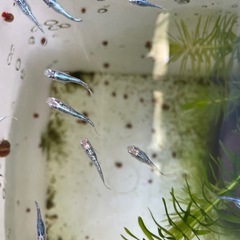レックーザめだか⭐︎メダカの画像