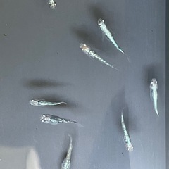 レックーザめだか⭐︎メダカの画像