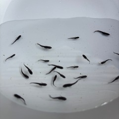 メダカ　サタン稚魚　20匹＋α ④の画像