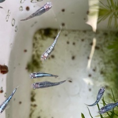 レックーザめだか⭐︎メダカの画像