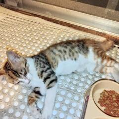 里親募集