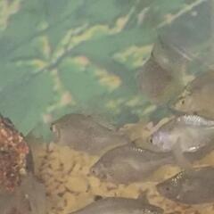 タナゴ（淡水魚)観賞魚の画像