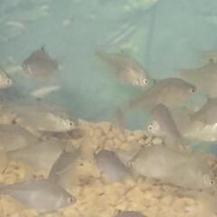 タナゴ（淡水魚)観賞魚の画像