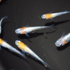 メダカ　三色ラメ対外光（wi-03)稚魚～若魚　現物出品の画像