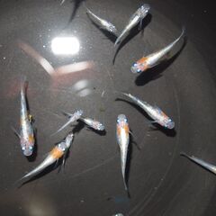 メダカ　三色ラメ対外光（wi-03)稚魚～若魚　現物出品の画像
