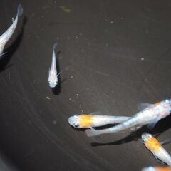 メダカ　三色ラメ対外光（wi-03)稚魚～若魚　現物出品の画像