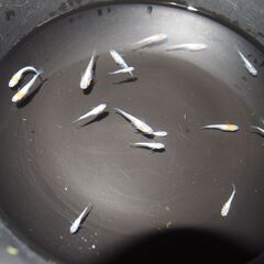 メダカ　三色ラメ対外光（wi-03)稚魚～若魚　現物出品の画像