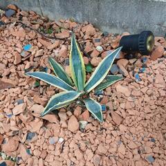 アガベの画像