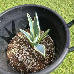 アガベの画像